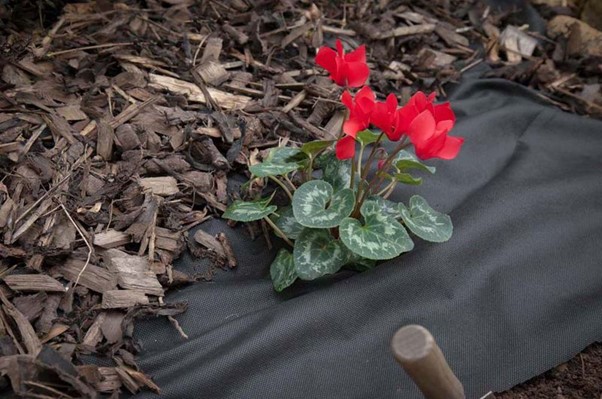 A red flower on a geotextile membrane with mulch.