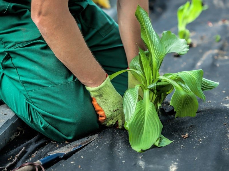 A person with green gloves kneeling on the ground with fabric membrane and a plant. 