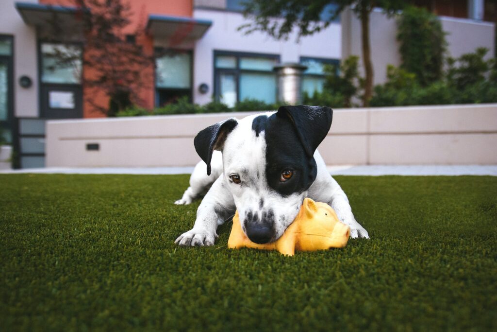 A white and black dog lying on artificial grass during the daytime. 