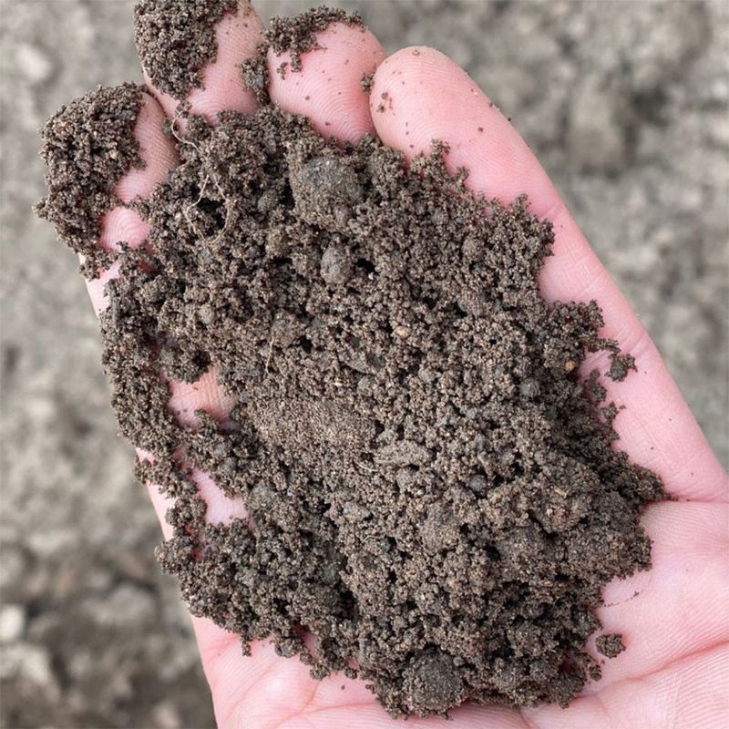 Person holding top soil