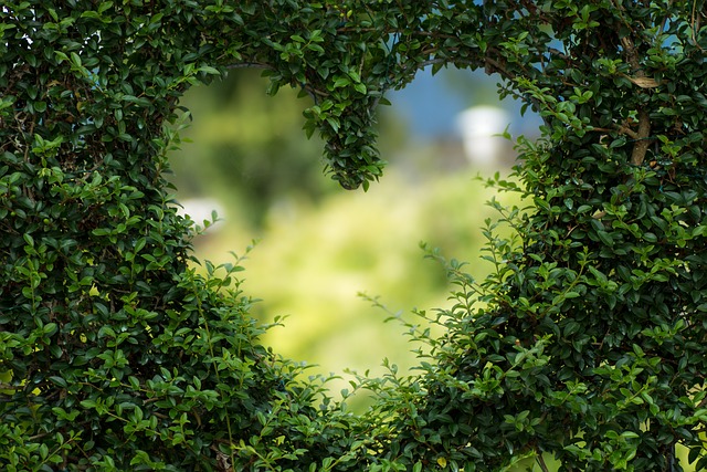 Heart-shaped opening in a hedge