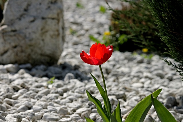 Tulip and boulder in a gravel garden
