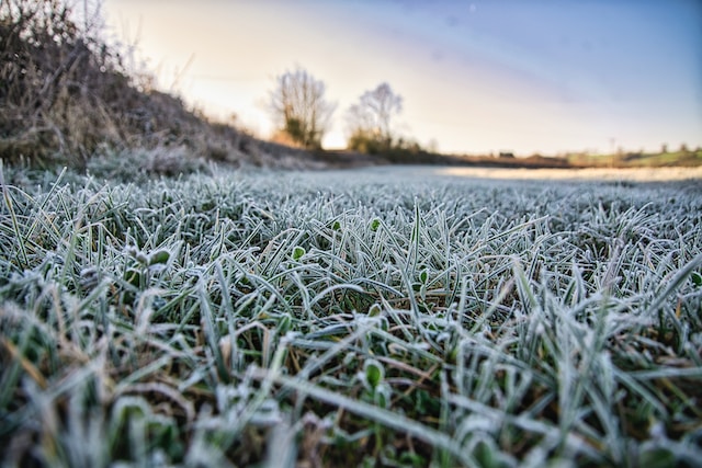 frosty grass early morning