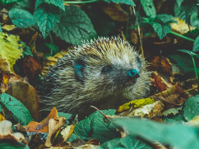 hedgehog in leaves