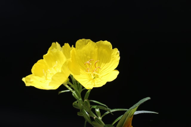 evening primrose flower